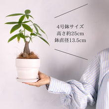 画像をギャラリービューアに読み込む, パキラ 4号 おしゃれな鉢カバーセット