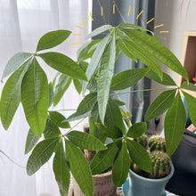 画像をギャラリービューアに読み込む, パキラ 4号 おしゃれな鉢カバーセット