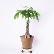 画像をギャラリービューアに読み込む, パキラねじり 7号 鉢カバー&移動に便利なキャスターセット(ポットスタンド)