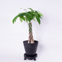 画像をギャラリービューアに読み込む, パキラねじり 7号 鉢カバー&移動に便利なキャスターセット(ポットスタンド)