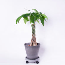 画像をギャラリービューアに読み込む, パキラねじり 7号 鉢カバー&移動に便利なキャスターセット(ポットスタンド)