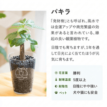 画像をギャラリービューアに読み込む, 【ボタニカルソイルCUP観葉】テーブルプランツ(Table Plants)