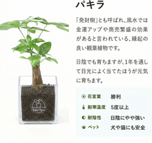 画像をギャラリービューアに読み込む, 【ボタニカルソイルCUBE観葉】テーブルプランツ(Table Plants CUBE)