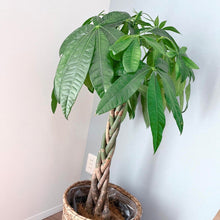 画像をギャラリービューアに読み込む, 【ラッピング&木札付き】パキラ ねじり 7号 ギフトにおすすめ 鉢カバーセット 開店・開業祝い/移転・引っ越し祝い/誕生日祝い