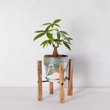 画像をギャラリービューアに読み込む, パキラ 5号 おしゃれなマーブル鉢カバー&ポットスタンドセット