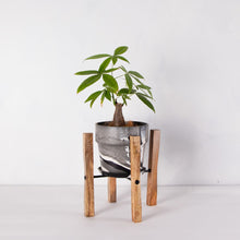 画像をギャラリービューアに読み込む, パキラ 5号 おしゃれなマーブル鉢カバー&ポットスタンドセット