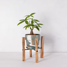 画像をギャラリービューアに読み込む, パキラ 5号 おしゃれなマーブル鉢カバー&ポットスタンドセット