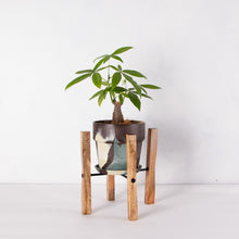 画像をギャラリービューアに読み込む, パキラ 5号 おしゃれなマーブル鉢カバー&ポットスタンドセット