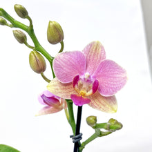 画像をギャラリービューアに読み込む, ミディ胡蝶蘭 (ピンク系) オリジナルガラス鉢セット【サワープティ】