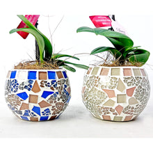 画像をギャラリービューアに読み込む, ミディ胡蝶蘭 (ピンク系) オリジナルガラス鉢セット【サワープティ】