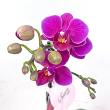 画像をギャラリービューアに読み込む, ミディ胡蝶蘭 (ピンク系) オリジナルガラス鉢セット【サワープティ】