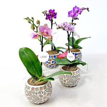 画像をギャラリービューアに読み込む, ミディ胡蝶蘭 (ピンク系) オリジナルガラス鉢セット【サワープティ】