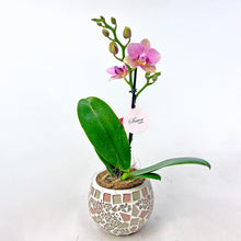 画像をギャラリービューアに読み込む, ミディ胡蝶蘭 (ピンク系) オリジナルガラス鉢セット【サワープティ】