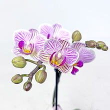 画像をギャラリービューアに読み込む, ミディ胡蝶蘭 (ピンク系) オリジナルガラス鉢セット【サワープティ】