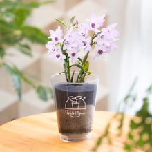 画像をギャラリービューアに読み込む, 【土を使わない花】テーブルプランツ(Table Plants) デンドロビウム 数量限定