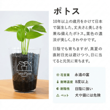 画像をギャラリービューアに読み込む, 【ボタニカルソイルCUP観葉】テーブルプランツ(Table Plants)