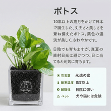 画像をギャラリービューアに読み込む, 【ボタニカルソイルCUBE観葉】テーブルプランツ(Table Plants CUBE)