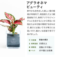 画像をギャラリービューアに読み込む, 【土を使わない観葉植物】テーブルプランツ キューブ (Table Plants CUBE)