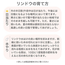 画像をギャラリービューアに読み込む, 【数量限定】リンドウ 心美白寿 4.5号 ※予約商品:9/14まで 出荷予定:9/19