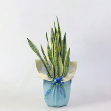 画像をギャラリービューアに読み込む, 【ギフトラッピング】サンスベリア・ローレンティー 7号 シンプル鉢カバーセット 誕生日/新築祝い/引っ越し祝い/結婚祝い