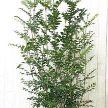 画像をギャラリービューアに読み込む, シマトネリコ 8号 初心者向き 庭木 シンボルツリー