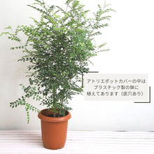 画像をギャラリービューアに読み込む, シマトネリコ 8号 鉢カバーセット 大型 庭木 シンボルツリー ギフトにおすすめ