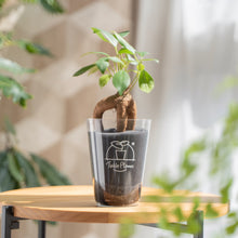 画像をギャラリービューアに読み込む, 【土を使わない観葉植物】テーブルプランツ(Table Plants) ガジュマル