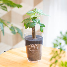 画像をギャラリービューアに読み込む, 【土を使わない観葉植物】テーブルプランツ(Table Plants) パキラ