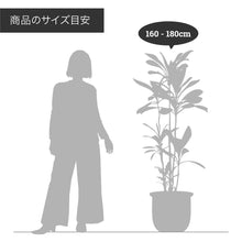 画像をギャラリービューアに読み込む, オリーブの木 8号 アトリエポットカバーセット