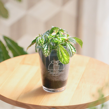 画像をギャラリービューアに読み込む, 【土を使わない観葉植物】テーブルプランツ(Table Plants) ピレア