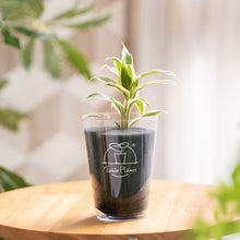 画像をギャラリービューアに読み込む, 【土を使わない観葉植物】テーブルプランツ(Table Plants) ドラセナ