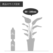 画像をギャラリービューアに読み込む, パキラ ねじり 7号 シンプルな鉢カバーセット