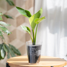 画像をギャラリービューアに読み込む, 【土を使わない観葉植物】テーブルプランツ(Table Plants) ストレリチア