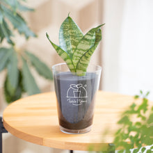 画像をギャラリービューアに読み込む, 【土を使わない観葉植物】テーブルプランツ(Table Plants) サンスベリア