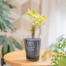 画像をギャラリービューアに読み込む, 【土を使わない観葉植物】テーブルプランツ(Table Plants) クロトン