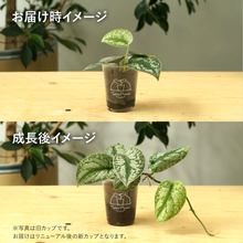 画像をギャラリービューアに読み込む, 【土を使わない観葉植物】テーブルプランツ(Table Plants) スキンダプサス