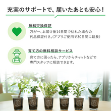 画像をギャラリービューアに読み込む, 【土を使わない観葉植物】テーブルプランツ(Table Plants)ガーデンベアカップ