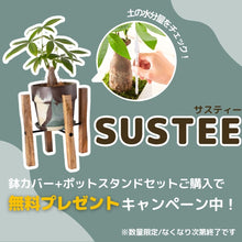 画像をギャラリービューアに読み込む, サンスベリア・ローレンティー(トラノオ) 5号 マーブル鉢カバー&ポットスタンドセット