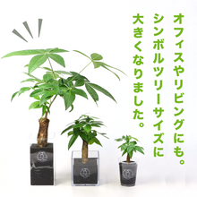 画像をギャラリービューアに読み込む, 【土を使わない観葉植物】テーブルプランツ トール(Table Plants TALL)