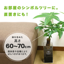 画像をギャラリービューアに読み込む, 【土を使わない観葉植物】テーブルプランツ トール(Table Plants TALL)