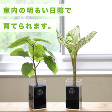 画像をギャラリービューアに読み込む, 【土を使わない観葉植物】テーブルプランツ トール(Table Plants TALL)