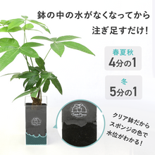 画像をギャラリービューアに読み込む, 【土を使わない観葉植物】テーブルプランツ トール(Table Plants TALL)