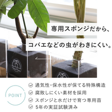 画像をギャラリービューアに読み込む, 【土を使わない観葉植物】テーブルプランツ トール(Table Plants TALL)