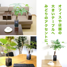 画像をギャラリービューアに読み込む, 【土を使わない観葉植物】テーブルプランツ トール(Table Plants TALL)