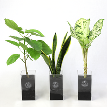 画像をギャラリービューアに読み込む, 【土を使わない観葉植物】テーブルプランツ トール(Table Plants TALL)