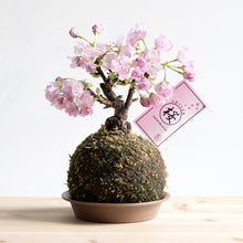 画像をギャラリービューアに読み込む, 苔玉さくら(旭山桜) ※予約商品