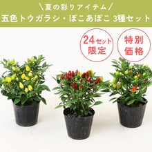画像をギャラリービューアに読み込む, 【限定24セット】五色トウガラシ・ぽこあぽこ 3種セット ※予約商品:7/13まで 出荷予定:7/18