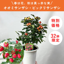 画像をギャラリービューアに読み込む, 【限定32鉢】オオミサンザシ・ビックリサンザシ 5号 ※予約商品:10/5まで 出荷予定:10/10