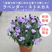 画像をギャラリービューアに読み込む, 【限定55鉢】ラベンダー・ストエカス(フレンチラベンダー) 4号 ※予約商品:6/15まで 出荷予定:6/20