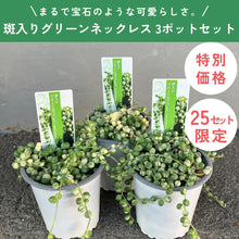 画像をギャラリービューアに読み込む, 【限定25セット】斑入りグリーンネックレス 3号 3ポットセット ※予約商品:11/16まで 出荷予定:11/21
